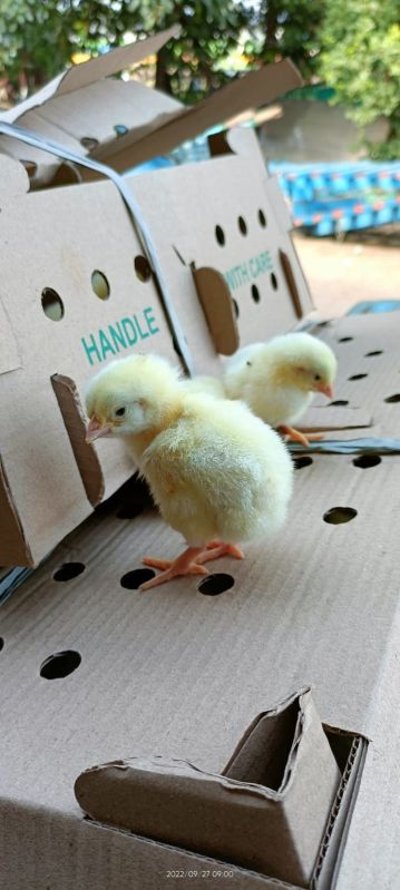 45gram Broiler Chicks, Packaging Type : Box