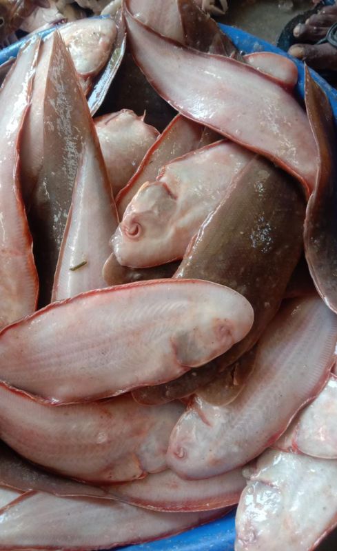 Reddish White Nangu Fish/ Naaku Fish, For Cooking, Shelf Life : 4-5 Days