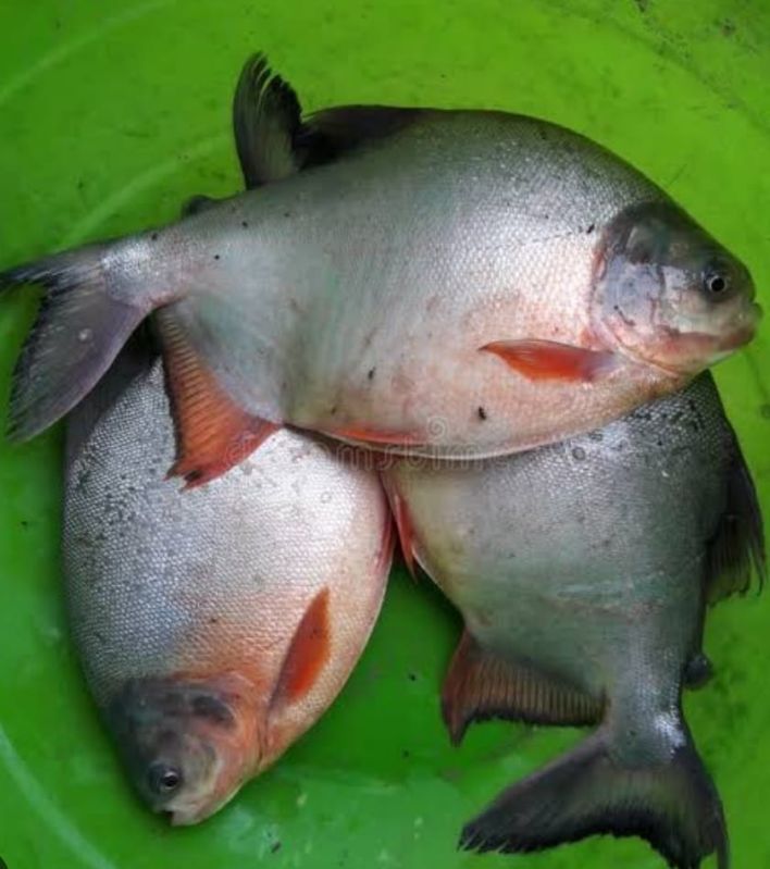 Medium To Large Rupchanda Fish, For Cooking, Food, Human Consumption, Making Oil, Style : Fresh