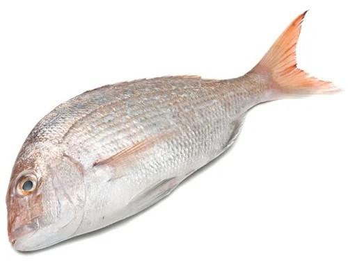 Silver White Snapper Fish, for Cooking, Style : Fresh