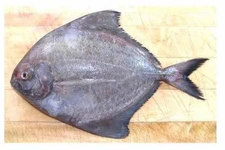 Fresh Black Pomfret Fish