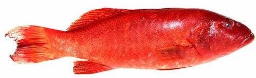 Fresh Red Grouper Fish