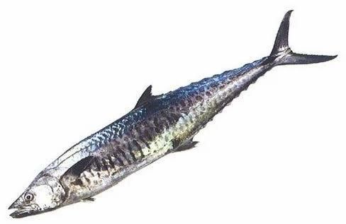 Fresh Vanjaram Fish