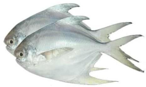 Fresh White Pomfret Fish