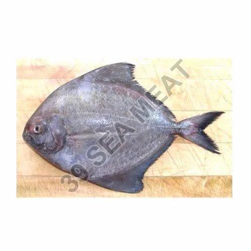 Black Pomfret Fish, For Cooking, Human Consumption, Style : Fresh, Frozen