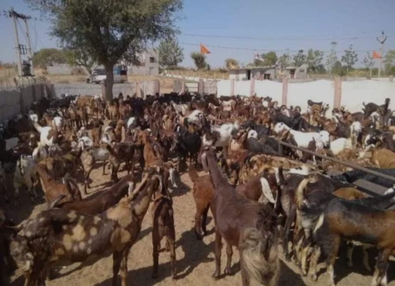 Black Goat Meat, Gender : Male At Rs 250   Kilogram In Ajmer 