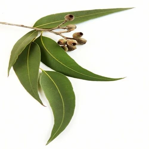 Eucalyptus Leaves