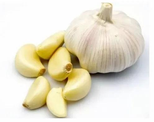 fresh garlic