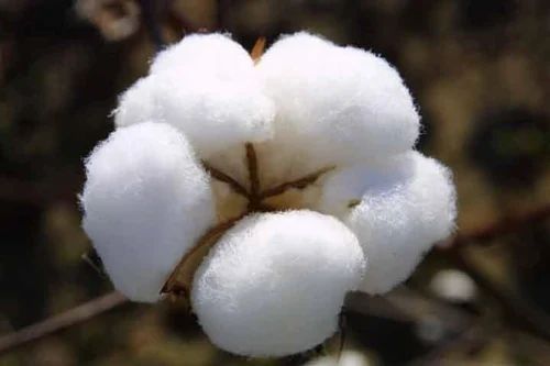 raw cotton