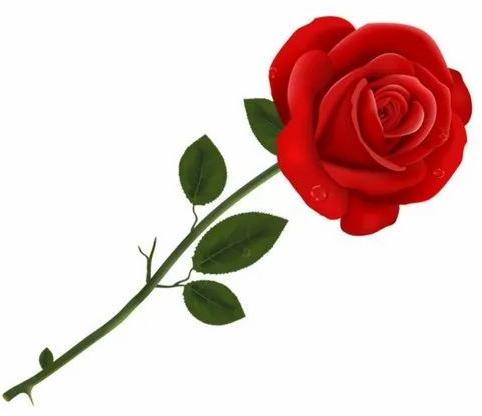 Organic Red Rose Flower, for Gifting, Decoration, Style : Fresh