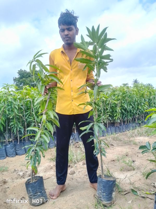5kg banaganapalle benishan mango plant, Size : 9/11