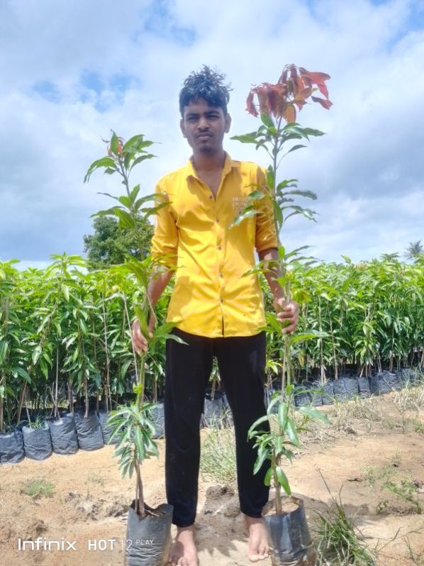 Organic Imam Pasand Himayat Mango Plant