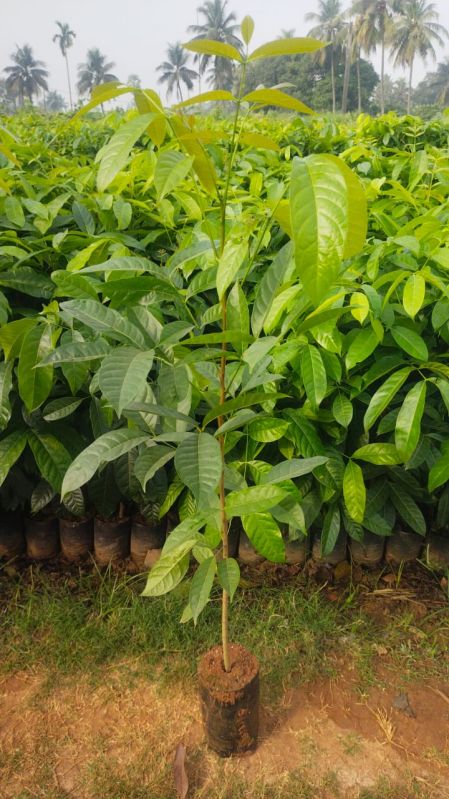 Organic Guava Plant, For Garden, House, Park, Feature : Disease Free, Easy Storage, Fast Growth