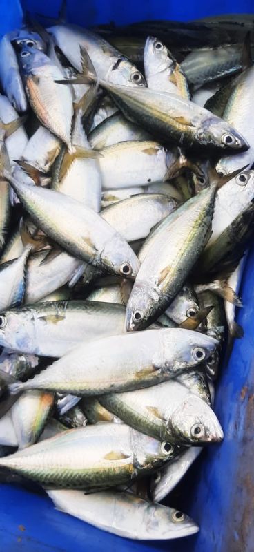 Indian Mackerel, For Reselling, Feature : Healthy, Fresh