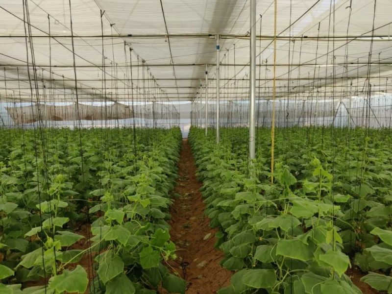 Iron Pvc Agricultural Greenhouses, For Farming, Feature : Easily Assembled, Eco Friendly