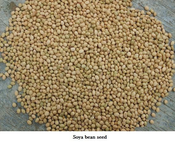 Soya Beans