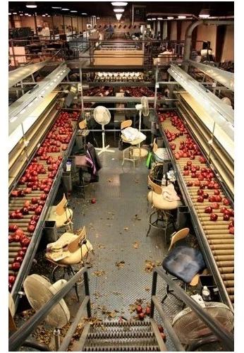 Fruit Processing Plant, Automatic Grade : Automatic