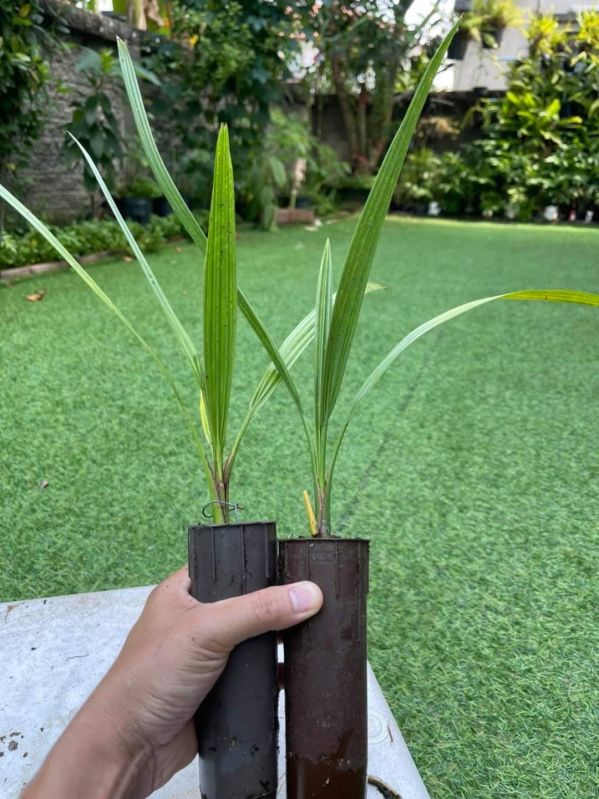 Date Palm Trees, For Plantation