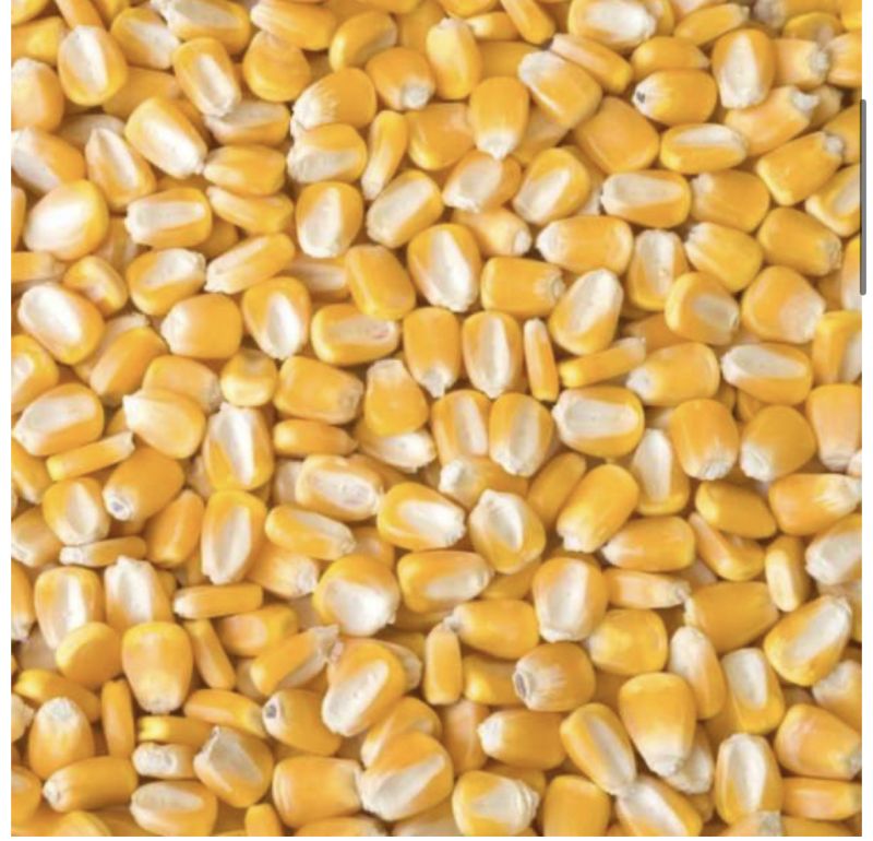 Natural Yellow Corn Maize, for Making Popcorn, Human Food, Bio-fuel Application, Animal Food, Animal Feed