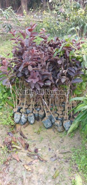 Natural Black Guava Plant, for Agriculture, Feature : Fast Growth, High Yield