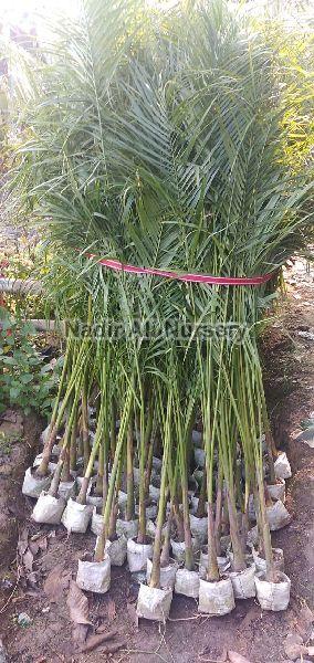 Bottle Palm Plant, for Farming
