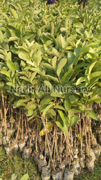 Natural G Vilas Guava Plant, for Farming, Feature : Fast Growth, High Yield
