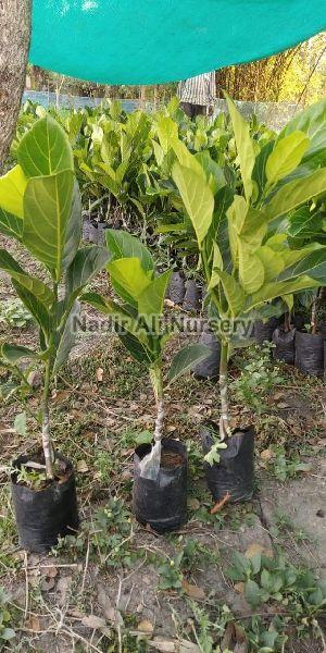Natural Grafted Jackfruit Plant, for Plantation, Length : 3-6Ft