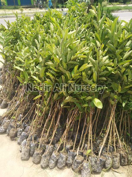 Natural Lalit Guava Plant, for Farming, Feature : Fast Growth, High Yield