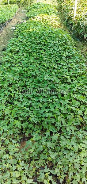 Natural Maharaja Papaya Plant, Packaging Type : Poly Bags