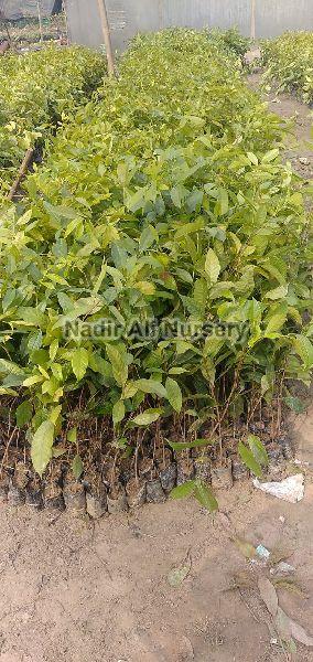 Mahogany Plant, for Gardening