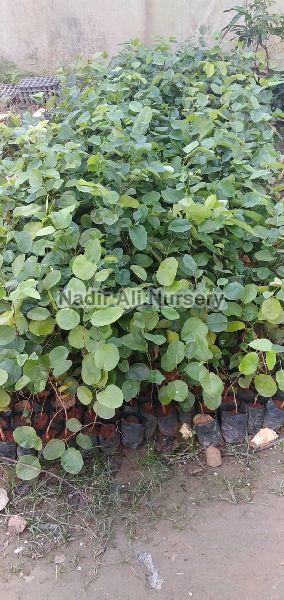 Red Sandalwood Plant