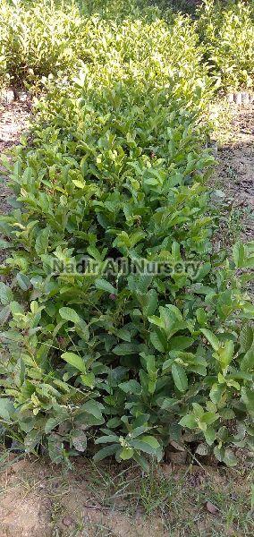 Natural Taiwan Pink Guava Plant, for Farming, Feature : Disease Free