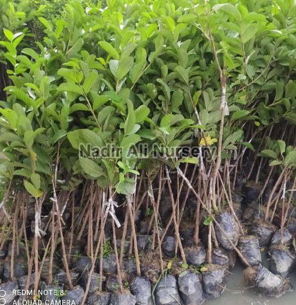 Natural VNR Guava Plant, for Farming, Feature : Disease Free, Fast Growth
