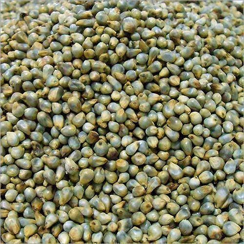 Organic Bajra Seeds, for Cattle Feed, Cooking, Style : Dried