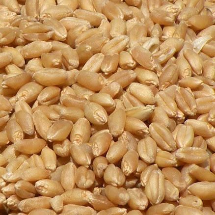 Wheat Seeds, Packaging Type : Jute Bags