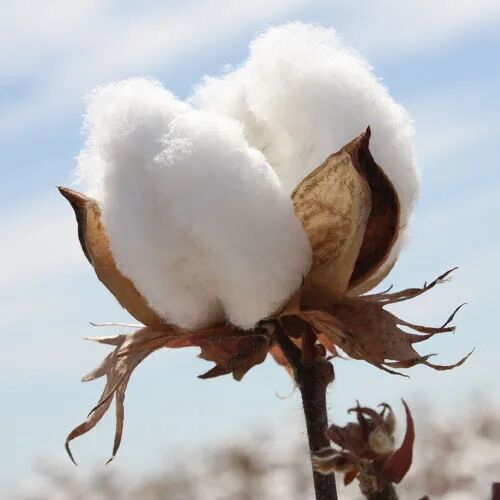 Raw cotton, for Textile Industry, Feature : Premium Quality