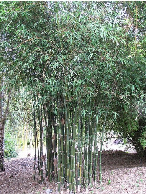 Tulda Bamboo Plants, for Plantation, Color : Green