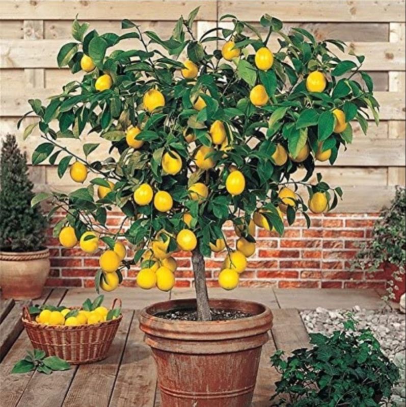 Green Lemon Plant, Variety : All