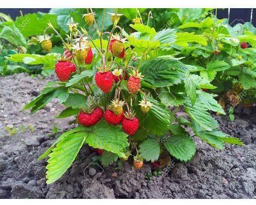 Strawberry Plant, Packaging Type : PP Bag