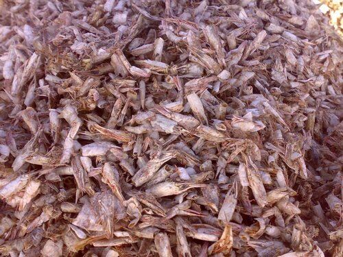 Dried Shrimp Shells, Packaging Type : HDPE