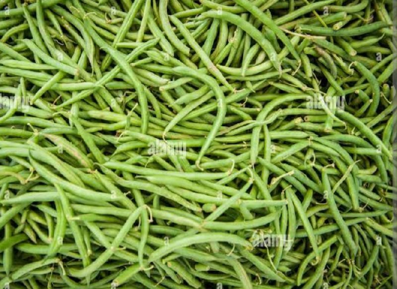 Organic fresh beans, Packaging Size : 20Kg