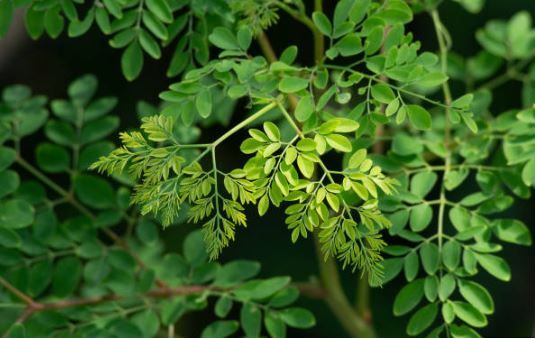 Common Moringa Leaves Powder, for Cosmetics, Medicines Products, Packaging Type : Paper Packet, Plastic Bottle