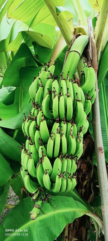 Banana, Feature : Healthy