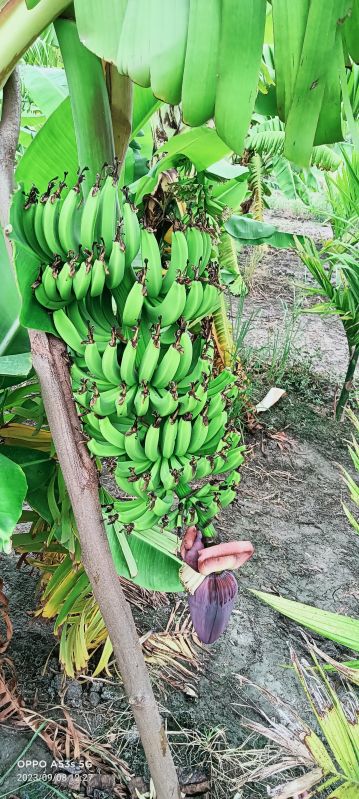 Natural Bananas, Certification : FSSAI Certified