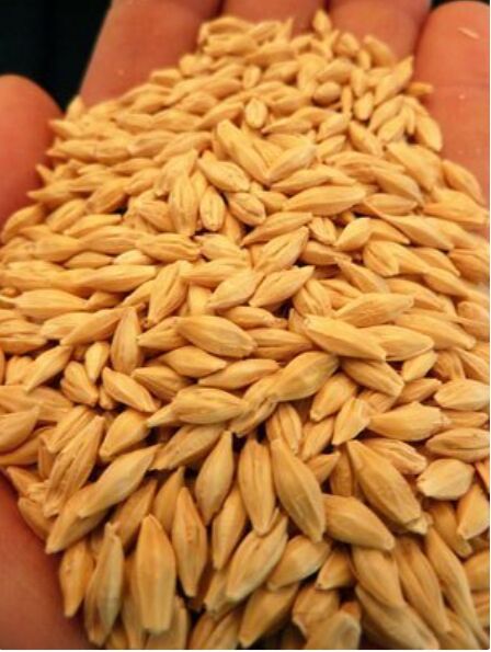 Malted Barley, Barley Grain