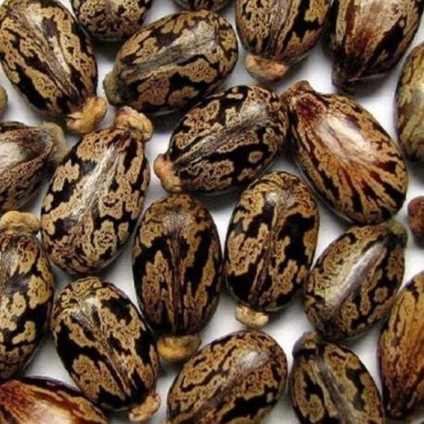 Natural Castor Seeds