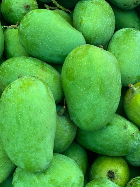 Common kesar mango, Shelf Life : 5-10Days, 10-15 Days