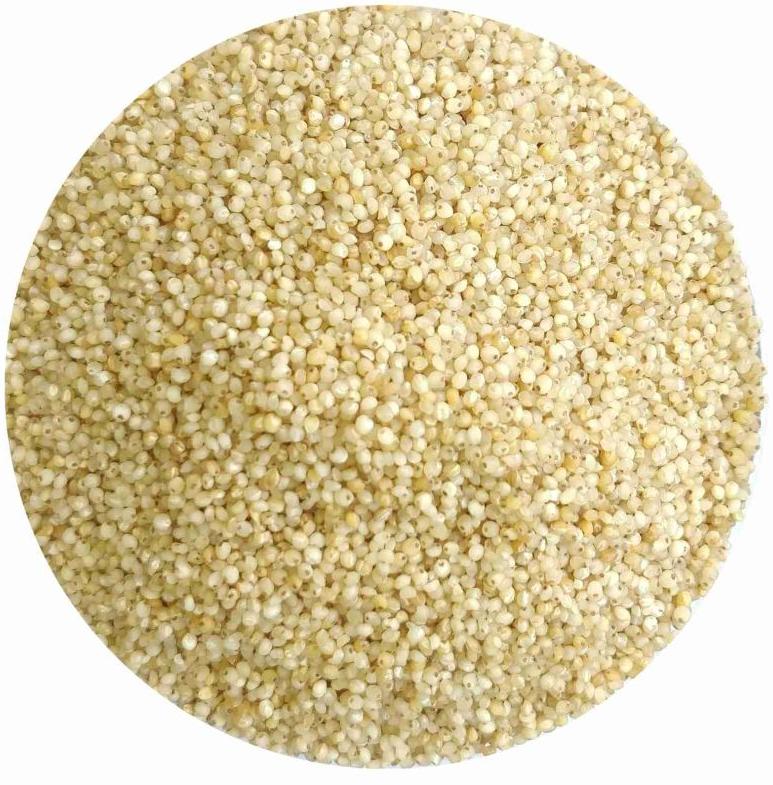 Seeds Barnyard Millet, for High In Protein
