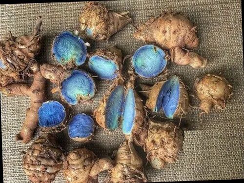 Black Turmeric Seeds, for Agriculture, Packaging Type : Loose