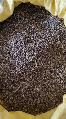 Black Wheat Seeds, for Agriculture, Packaging Size : 10-20kg